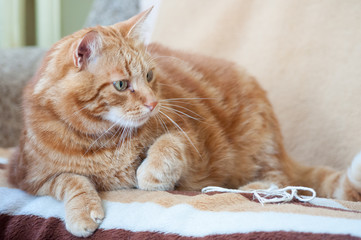 Close-up of ginger fluffy cat at home relaxing