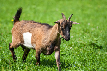 Close-up of goat grazing on pasture
