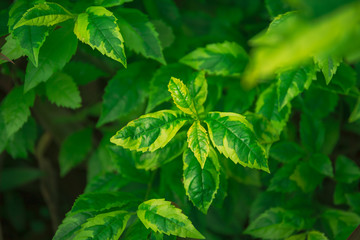 Green Leave background 