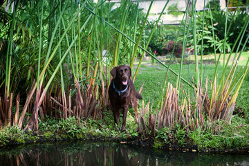Beautiful brown labrador in pond