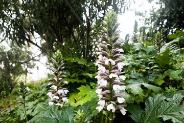 Beautiful white flowers in bloom