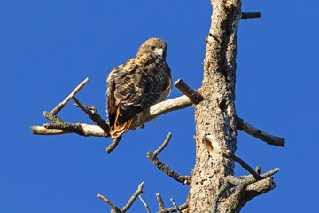 Hawk at tree limb perch in the California mountains