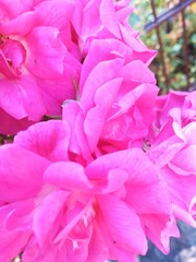 Close up of violet, pink and fuchsia flowers with small yellow parts. Dalia and Rose, detail of blooming garden.