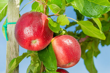 branch with red apples close-up on a background of apple orchard and blue sky. The concept of growing an industrial apple orchard