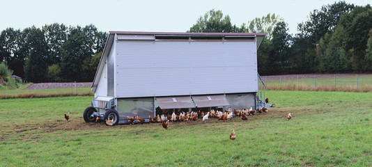 Freilandhaltung Hühner Panorama © embeki