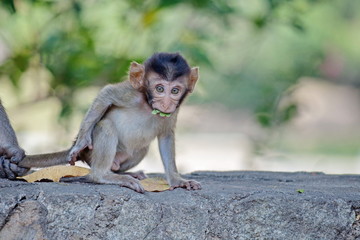 可愛いサル