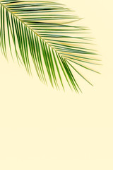 Fototapeta na wymiar Tropical palm leaf on yellow background. Flat lay, top view minimal concept.