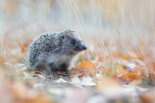 The hedgehog