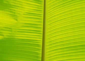 green leaves natural background wallpaper, texture of leaf