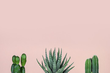 Cactus group on patel pink background