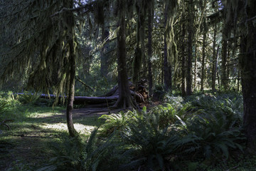 Beautiful scene in Olympic National Park