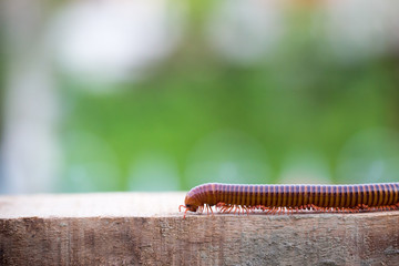Millipede is moving on wood.Millipede is moving on nature background.