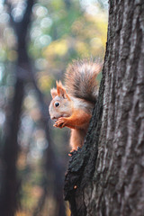 squirrel on tree