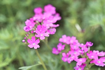 Purple flowers in tropical garden