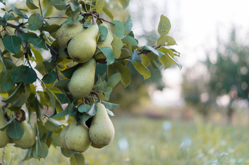 Pear fruit garden with grown sweet green pears