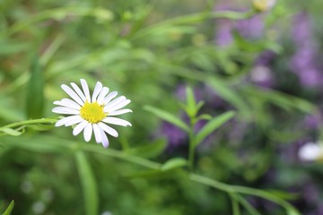 Diasy flower in tropica