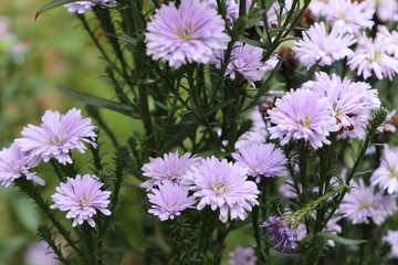 Obraz premium Chrysanthemum flower in tropical