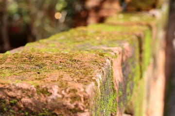 Moss on brick blocks