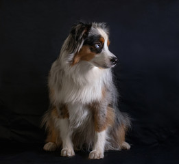 Australian Shepard