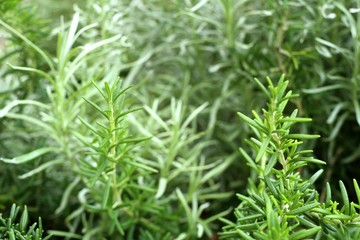 Rosemary plant in garden