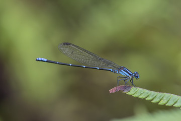 Caballete sobre tronco rama