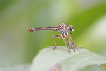 Mosca ladrona comiendo un insecto