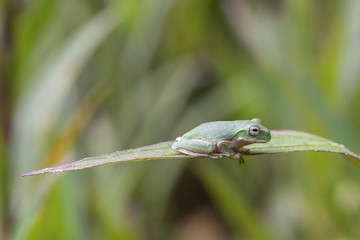 Rana verde sobre hoja palazo