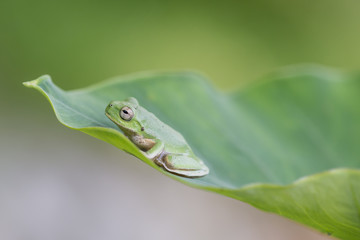 Rana verde sobre hoja palazo