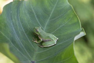 Rana verde sobre hoja palazo