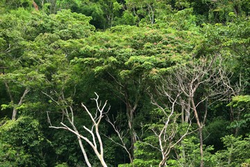 Fototapeta na wymiar Green tree in the tropical