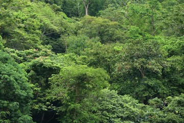 Fototapeta na wymiar Green tree in the tropical