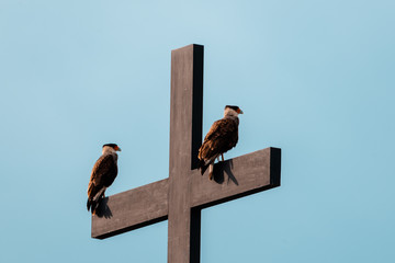 religious birds