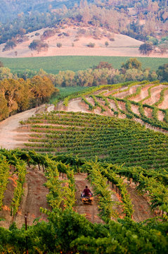California Vineyards with rolling hills and oak trees, vineyard worker (no face) rides ATV down a row