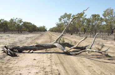 Fallen dead tree blocking an outback Australian road.