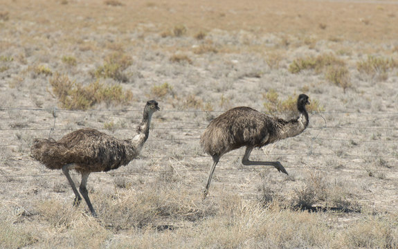 Emus runningin outback Queensland, Australia.