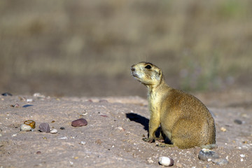 White-tailed Prairie Dog is a rare species that lives only in desert grasslands and shrub grasslands of Colorado, Montana, Utah and Wyoming.