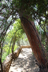 Fototapeta na wymiar Archway made from canopy of trees