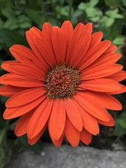 Macro of a Red Daisy