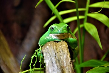Frog Model
