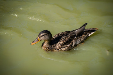 Duck swimming in lake. A wild duck floats in a pond. Pompom duck bathe in the lake.