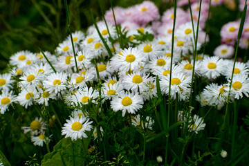 White and pink daisy on green field. Daisy flower - wild chamomile. White and pink daisies in the garden. Bellis perennis. © Andrei
