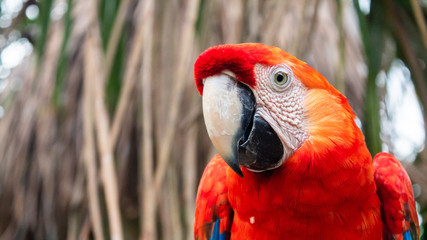 La guacamaya © Robinson Ortiz