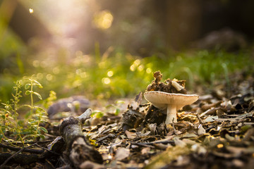 El bosque animado