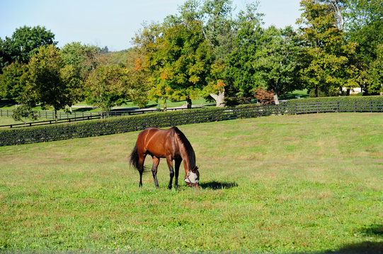 Thoroughbred horse grazing