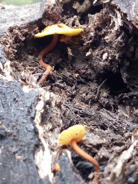 hongos del bosque