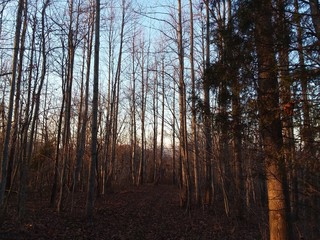 A Walk in the Forest