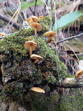 hongos del bosque