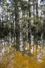 Crocodile under the water in the Cypress National Preserve. Alligator