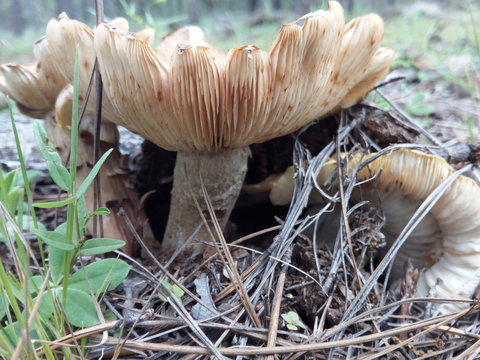 hongos del bosque