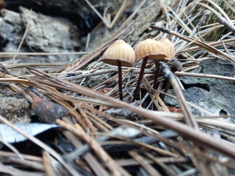 hongos del bosque